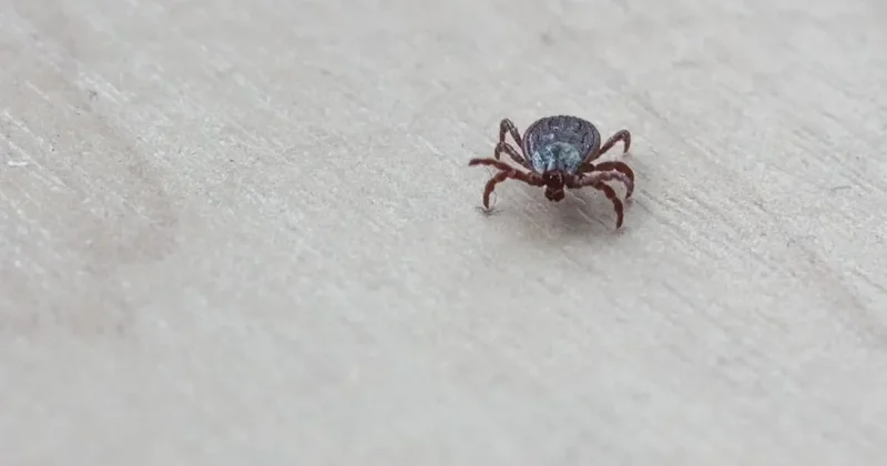 Сезон клещей в Казахстане: как защититься и что делать при укусе