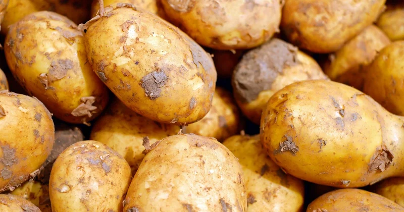 Десятки тонн казахстанского картофеля не пустили в Кыргызстан