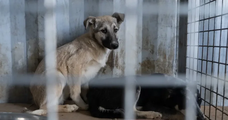 За убийство животных лишать свободы депутаты предложили поправки в Уголовный кодекс