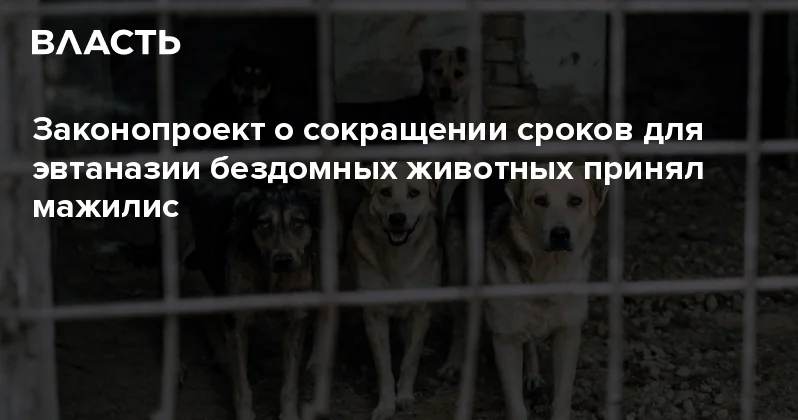 Законопроект о сокращении сроков для эвтаназии бездомных животных принял мажилис Аналитический интернет журнал Власть