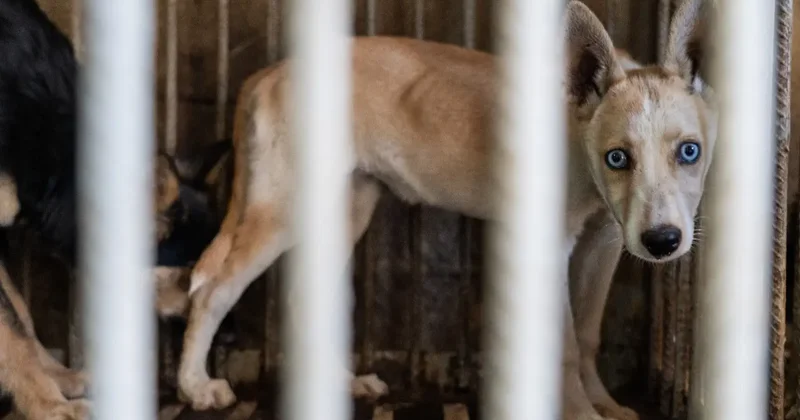 Собака не скажет . Кошанов задался вопросом, куда ушли выделенные на ОСВВ миллиарды тенге
