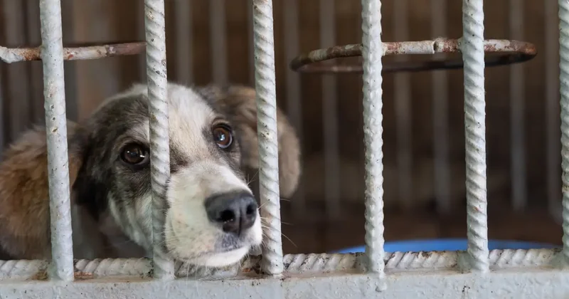 Эвтаназию бродячих собак могут ввести в Казахстане: поправки обсуждают в мажилисе