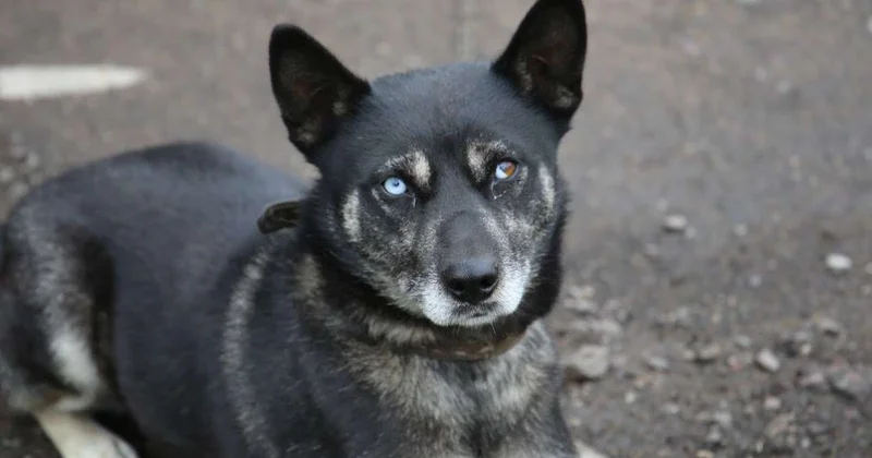 В Казахстане пересматривают правила обращения с животными