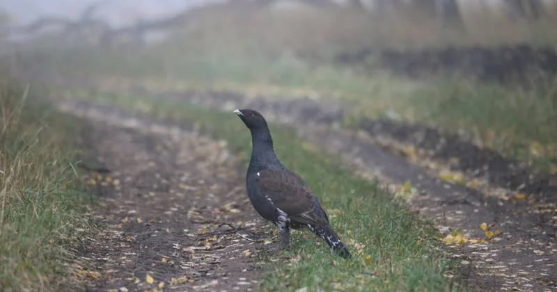 Медеу паркімен шекаралас 288 гектар жер мемлекетке қайтарылды