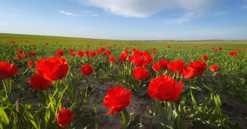 Не тронь цветочек аленький!