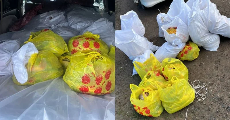 Незаконную перевозку около 400 кг сазана и щуки пресекли в ЗКО