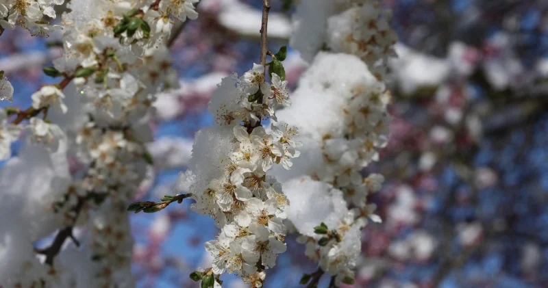 Қазақстанда қар жауып, 5 градусқа дейін күн суытады