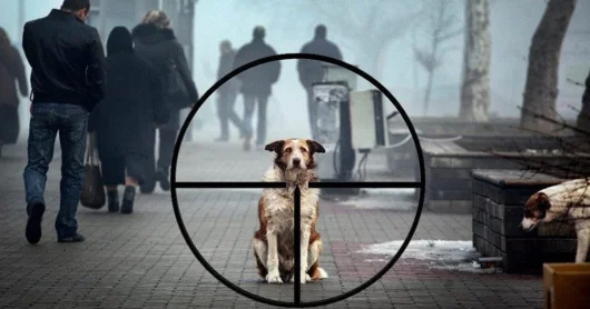 Закон об эвтаназии бездомных животных поддержал мажилис