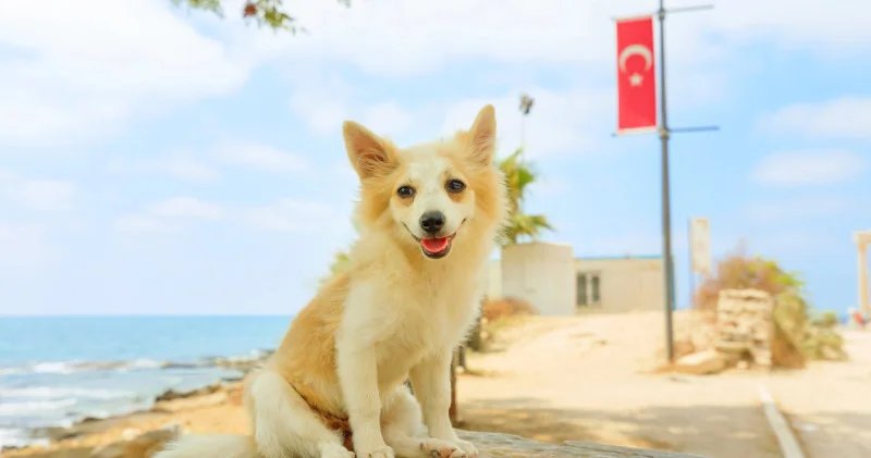 Қазақстан Түркиядан үлгі алуда қаңғыбас жануарлардың тағдыры не болмақ