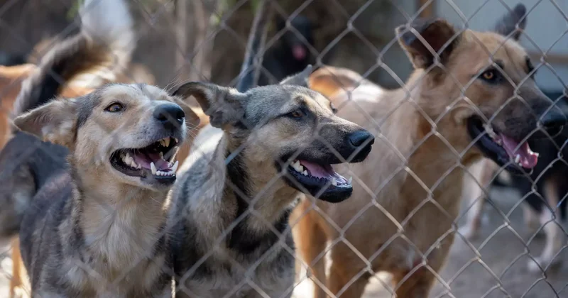 Қазақстанда бұралқы иттерді аулау тәртібі өзгереді