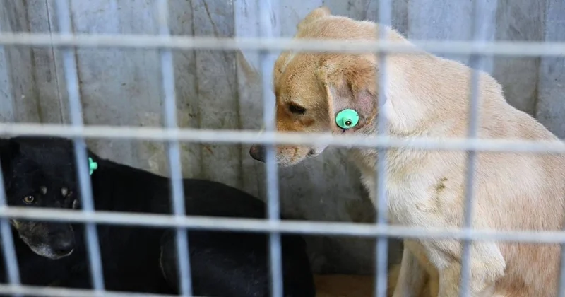 Мәжіліс заң қабылдады: иттер мен мысықтарды міндетті чиптеу енгізіледі