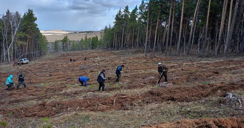 Көкше көшетімен көрікті