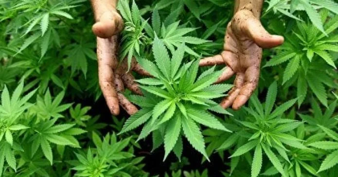 Абай облысына таратпақ болған: Семей тұрғынының гаражынан 154 келі марихуана табылды