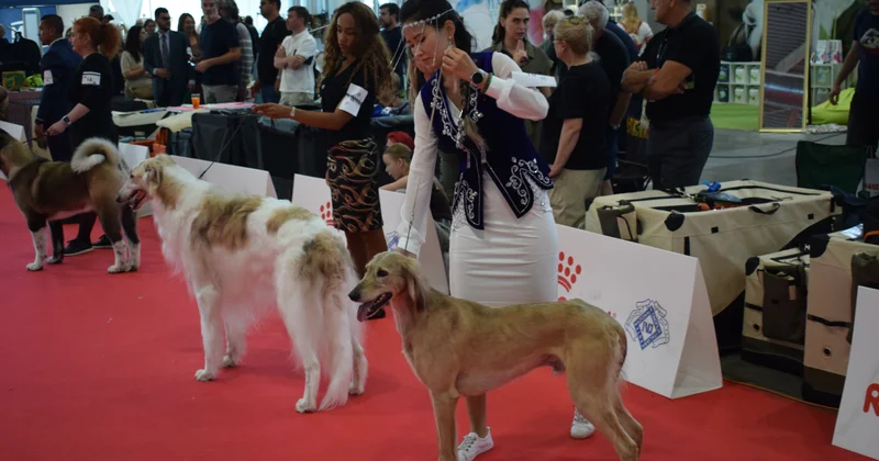 Казахский тазы триумфально представлен на World Dog Show 2026 в Болонье