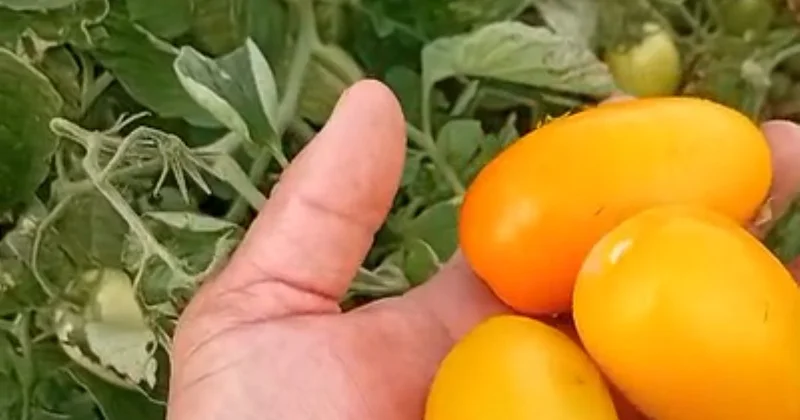 Атырауда егін өнімдерін жинау науқаны басталды