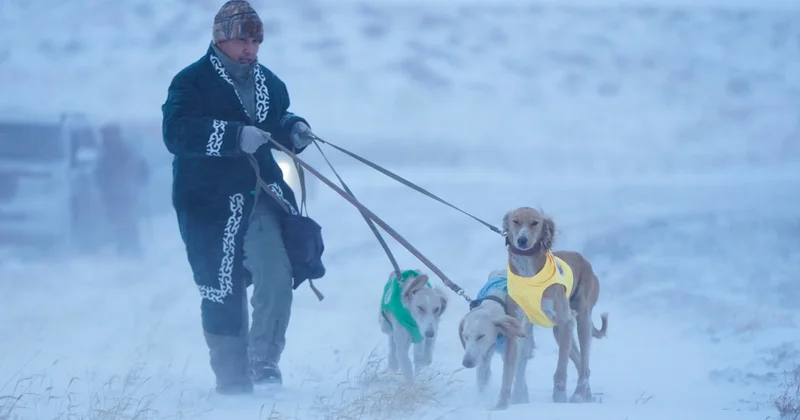 Қазақы тазы тұқымына арналған аңшылық сынақтар өтті
