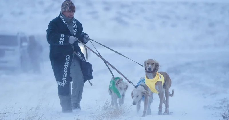 Состоялись охотничьи испытания для национальной породы казахский тазы
