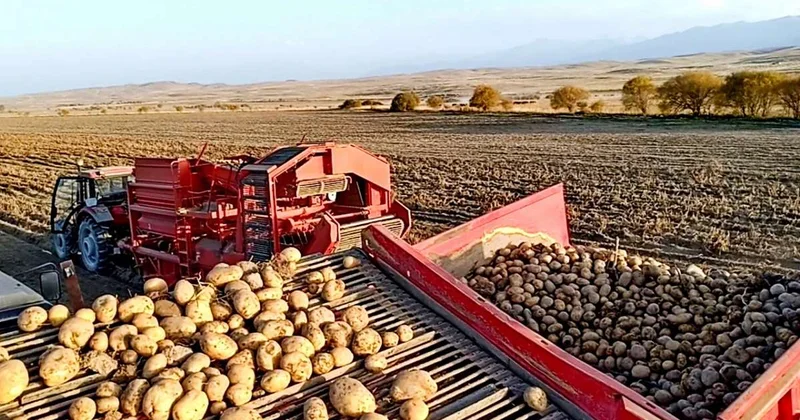 Чипсы из нарынкольской картошки