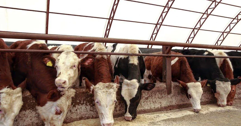 Климат контроль для кормовых культур