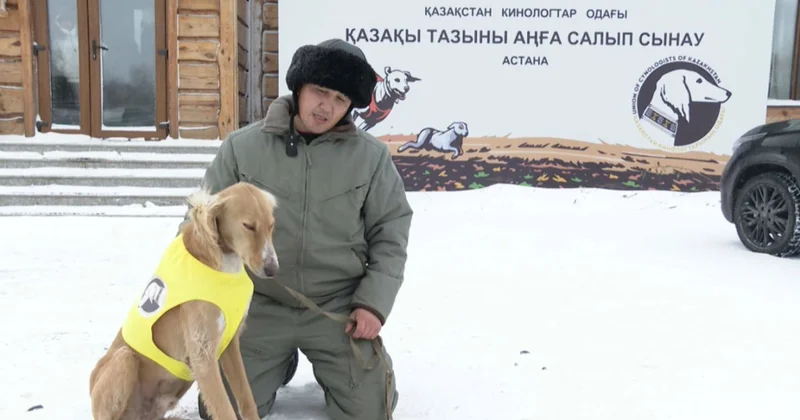 Қазақы тазының сапасын арттыру қажет