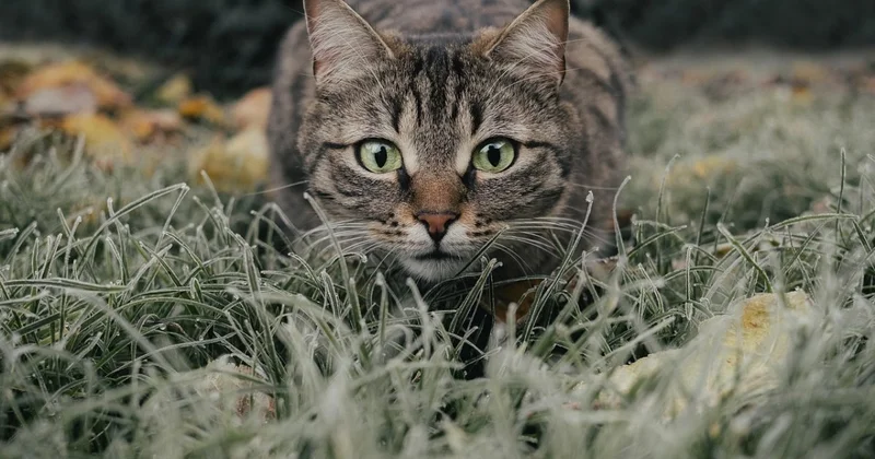 Смерть от укуса кошки в Мангистау: стали известны подробности