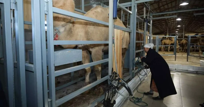 Маңғыстауда тұңғыш автоматтандырылған түйе сауатын кәсіпорын ашылды