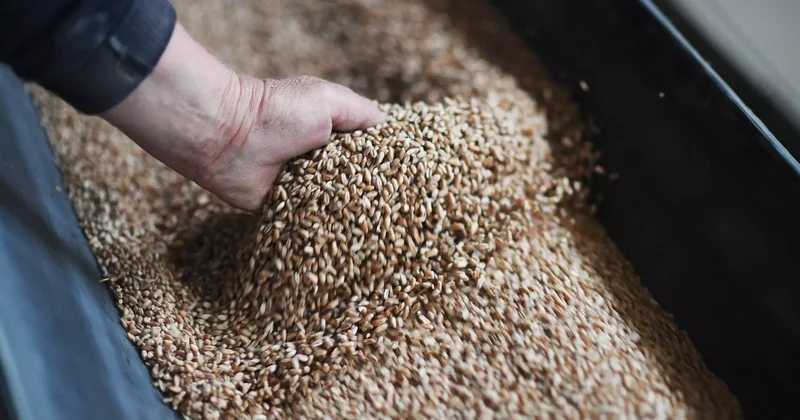 Қазақстанда астықтың рекордтық өнімі жиналды