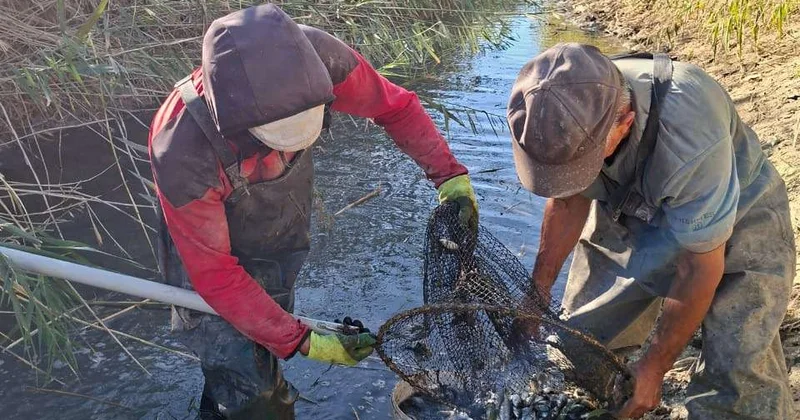 В Приаралье спасены свыше 11 млн мальков рыбы