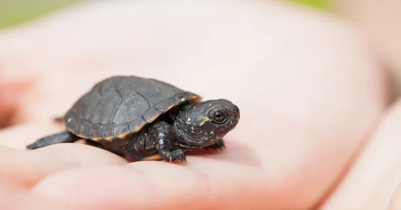 Семья из Казахстана получила живых черепах вместо игрушек (ВИДЕО)