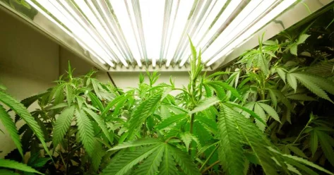 Лабораторию по выращиванию наркосодержащих растений выявили в Алматы