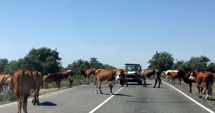 Полиция зарегистрировала 30 ДТП из за домашних животных на трассе в Актюбинской области