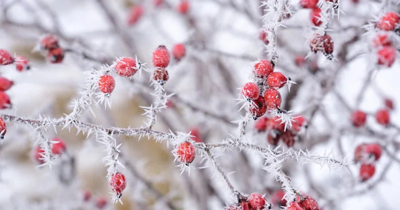 Қазақстанда 35 градусқа дейін аяз болады