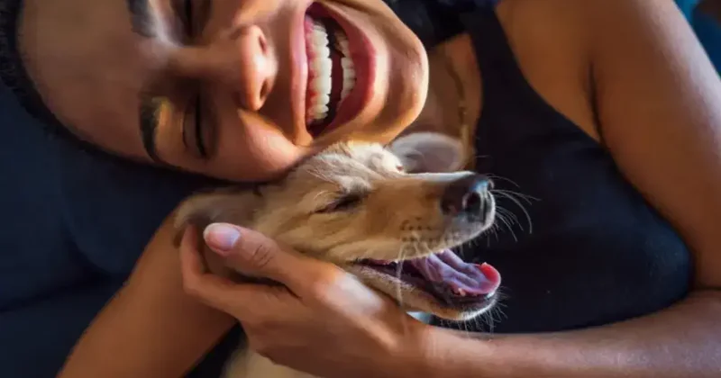 Почему мы так любим собак? Вот что говорит наука