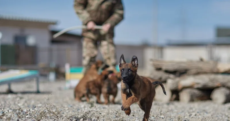 Ұлттық ұланда асыл тұқымды қызметтік иттер көбейіп келеді