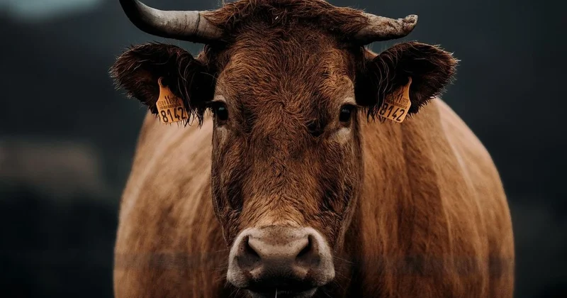 Устанавливал желтые бирки : дело о растрате на 50 млн тенге расследуют в Акмолинской области