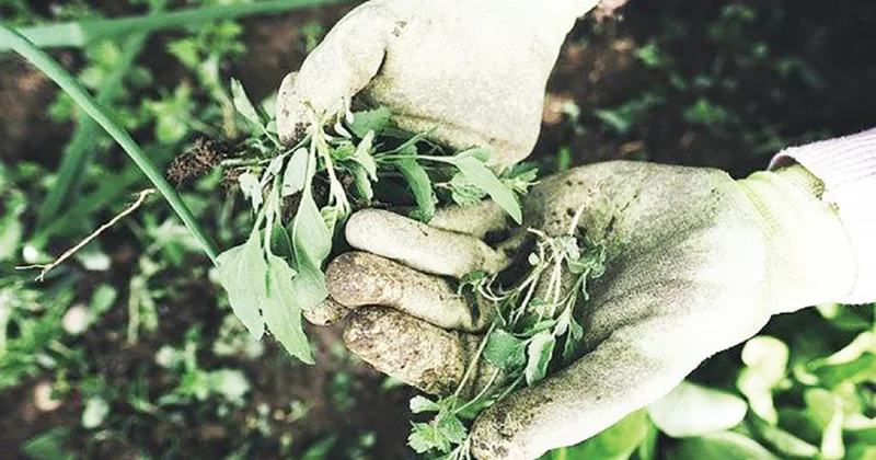 Берік Базарбаев: Арамшөп астықтың басты жауы