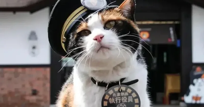 Жапониядағы станцияға мысық бастық тағайындалды