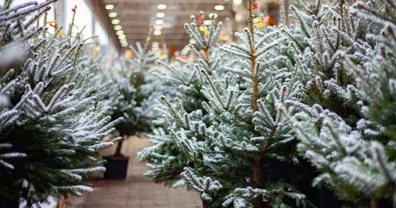 Жители Алматы могут сдать живые ели в зоопарк