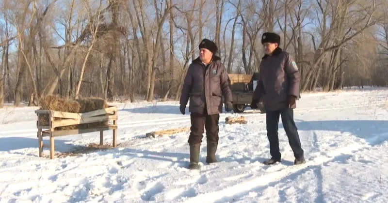 Павлодар облысында орманшылар аң құсты қолдан азықтандырып жүр