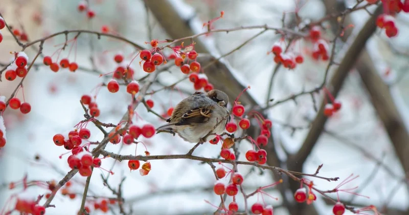 Какой сюрприз преподнесет погода жителям Шымкента
