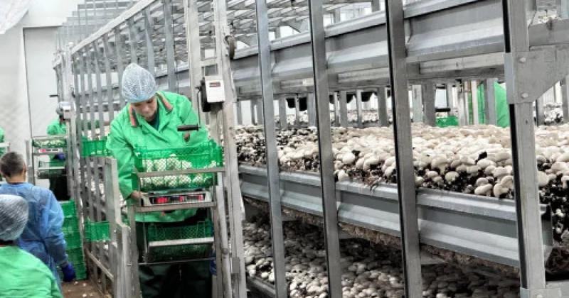 Петропавлда жаңа өндіріс іске қосылды