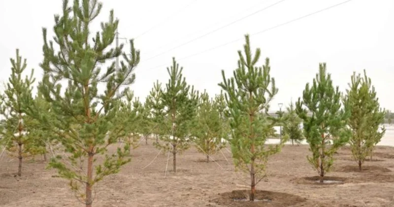 Көгалдандырудан бейнебақылауға дейін: Атырау облысының экологиялық шешімдер