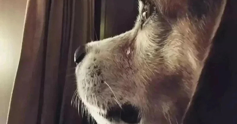 Месяц разлуки в степи Жетысу: мужчина нашел потерявшуюся собаку