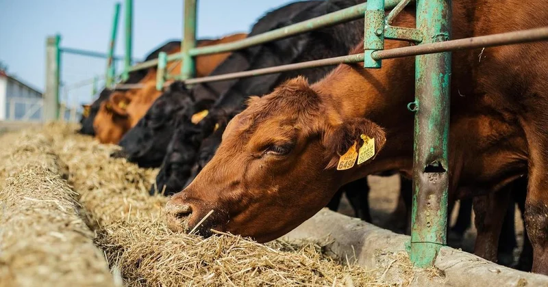 Минсельхоз сделал заявление на фоне слухов об уничтожении скота в Казахстане