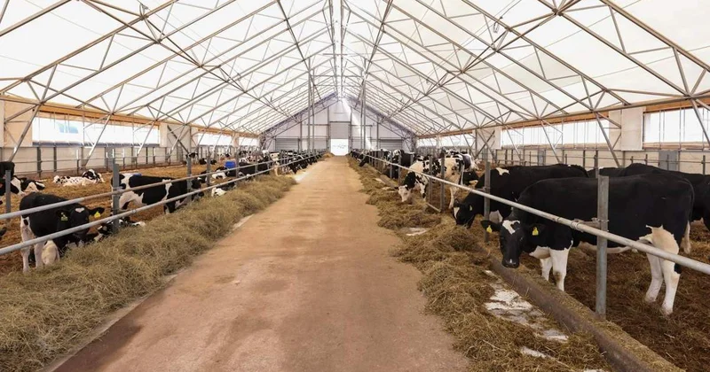 Қазақстандағы ет индустриясы: нарық экспортқа дайын ба