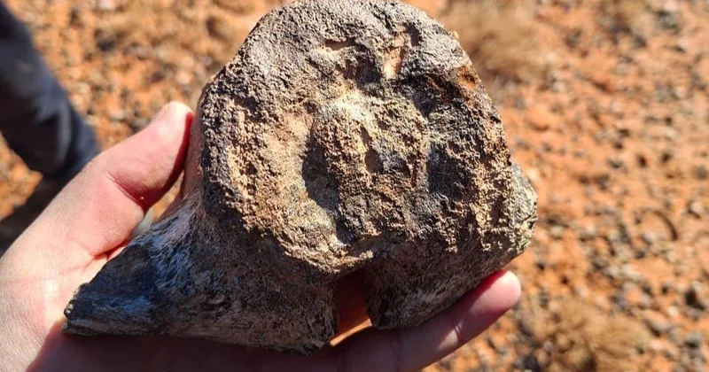 Жасанды интеллект динозаврларды ізінен анықтауды үйренді