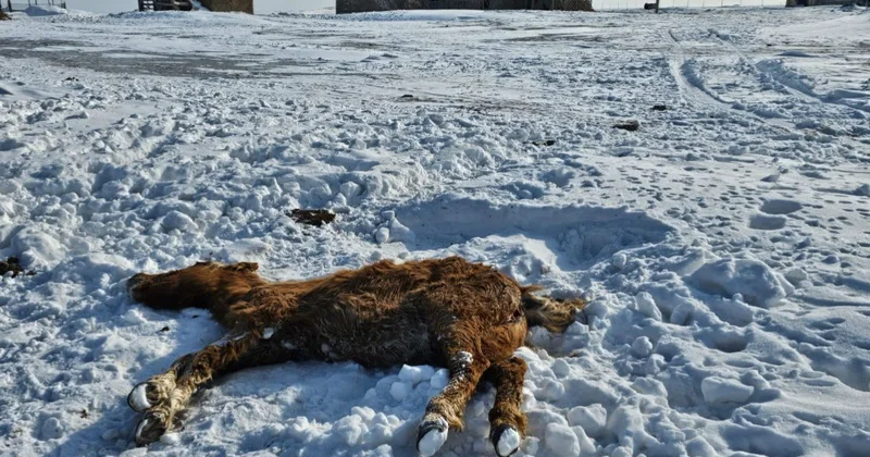 ​Исатай ауданына жылқыға 39 тонна жем жеткізілді