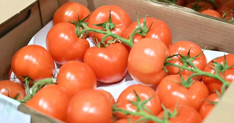 ЕАЭО елдерінен әкелінген карантиндік өнімдер бойынша 121 заң бұзушылық анықталды