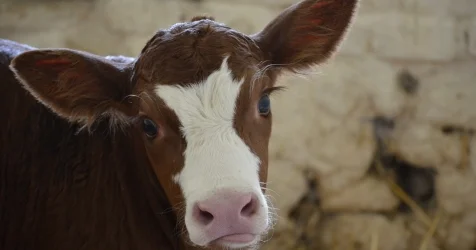 Информацию об уничтожении КРС опровергли в Минсельхозе