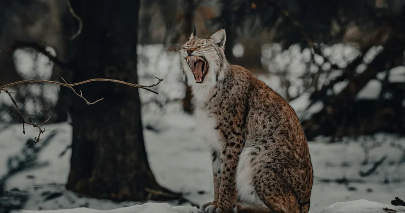 Рысь с бешенством напугала жителей Костанайской области (ВИДЕО)